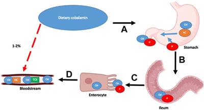 Inherited and acquired vitamin B12 deficiencies: Which administration route to choose for supplementation?